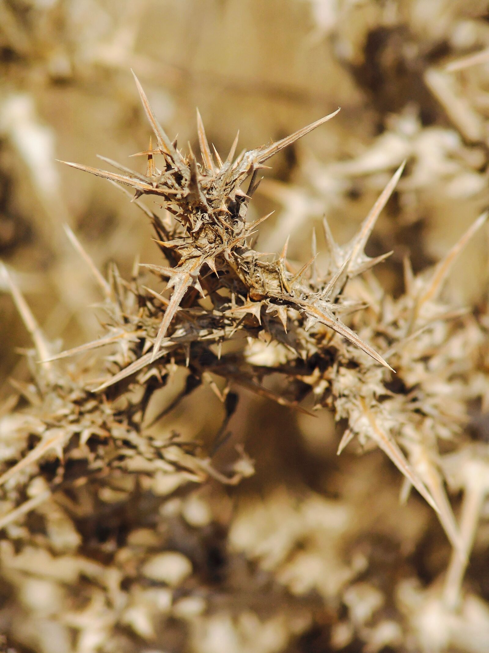 Sony DSC-F828 sample photo. Diestel, straw, flower photography
