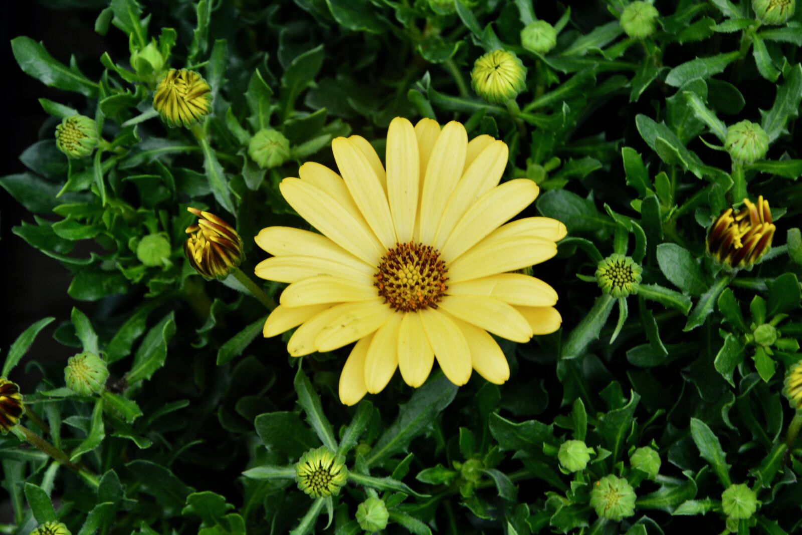 Nikon D5200 sample photo. Flowers, flower, petals yellow photography