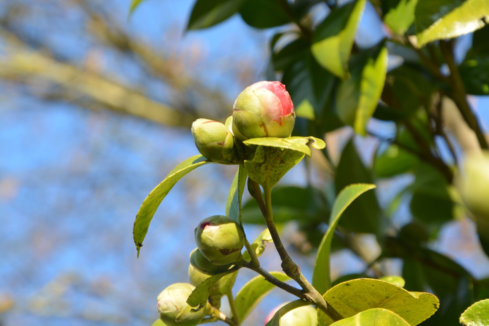 Nikon D5200 sample photo. Button flower camellia, flower photography