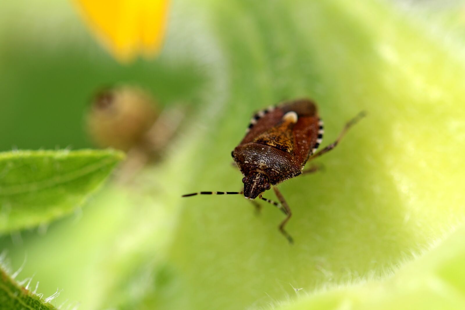 Canon EOS 7D Mark II sample photo. Out, bug, insects photography