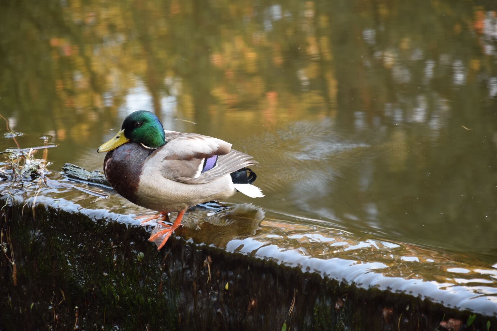 Nikon D3300 sample photo. Nature, birds, duck photography