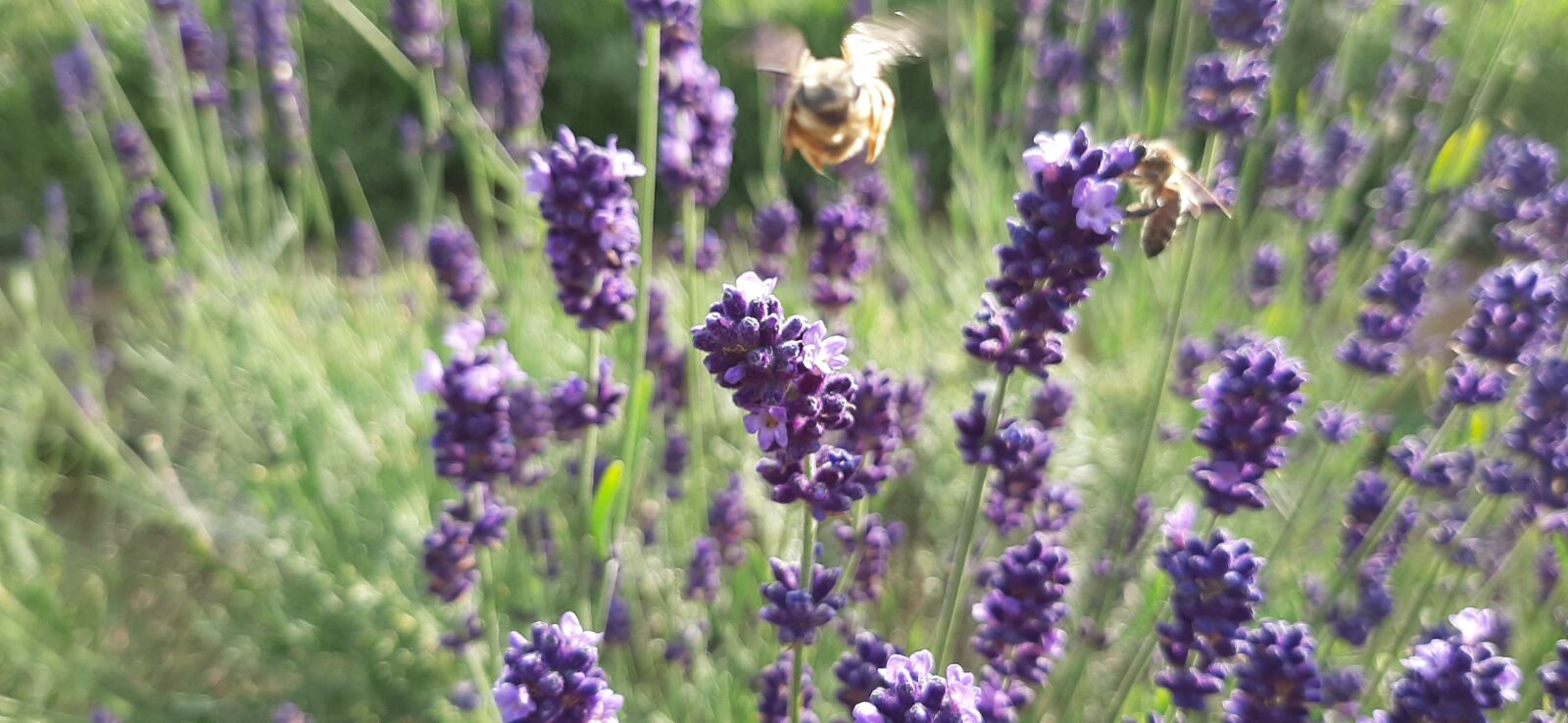 Samsung Galaxy A50 sample photo. Lavandula, bee, purple photography