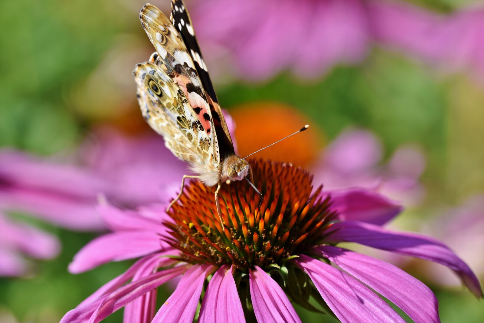 Nikon D7200 sample photo. Butterfly, peacock, butterflies photography