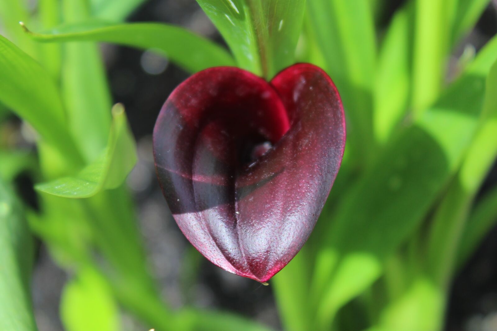 Canon EOS 1200D (EOS Rebel T5 / EOS Kiss X70 / EOS Hi) sample photo. Flower, plant, lily photography