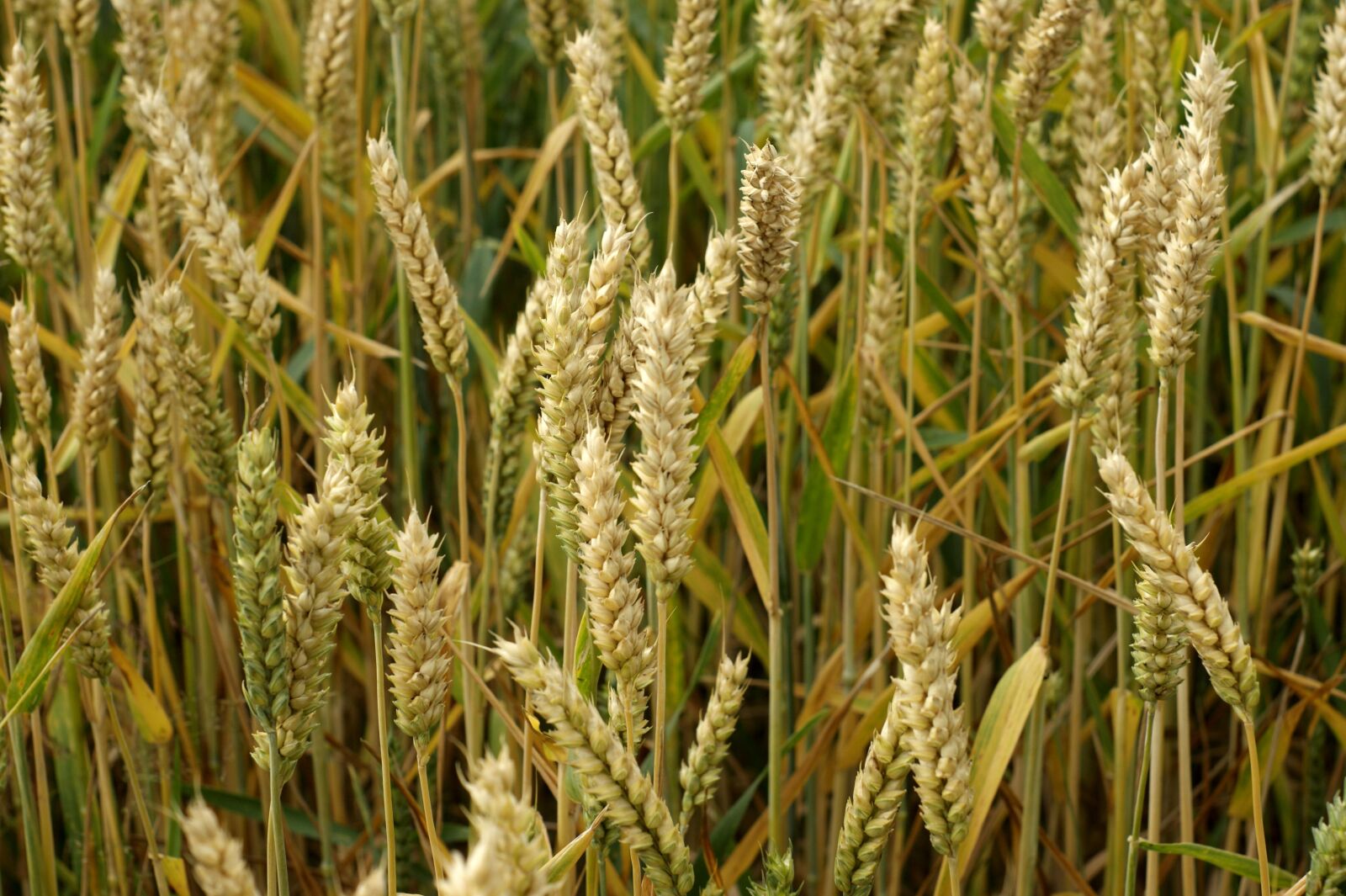 Sony Alpha DSLR-A290 sample photo. Wheat, corn, ears of photography