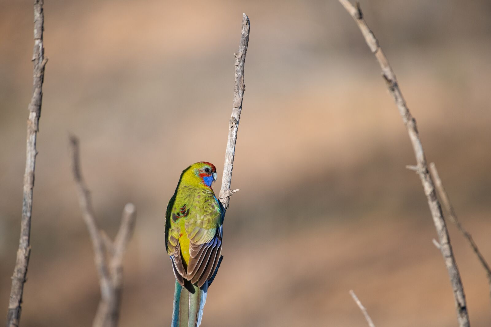 Nikon D850 sample photo. Crimson rosella, bird, avian photography