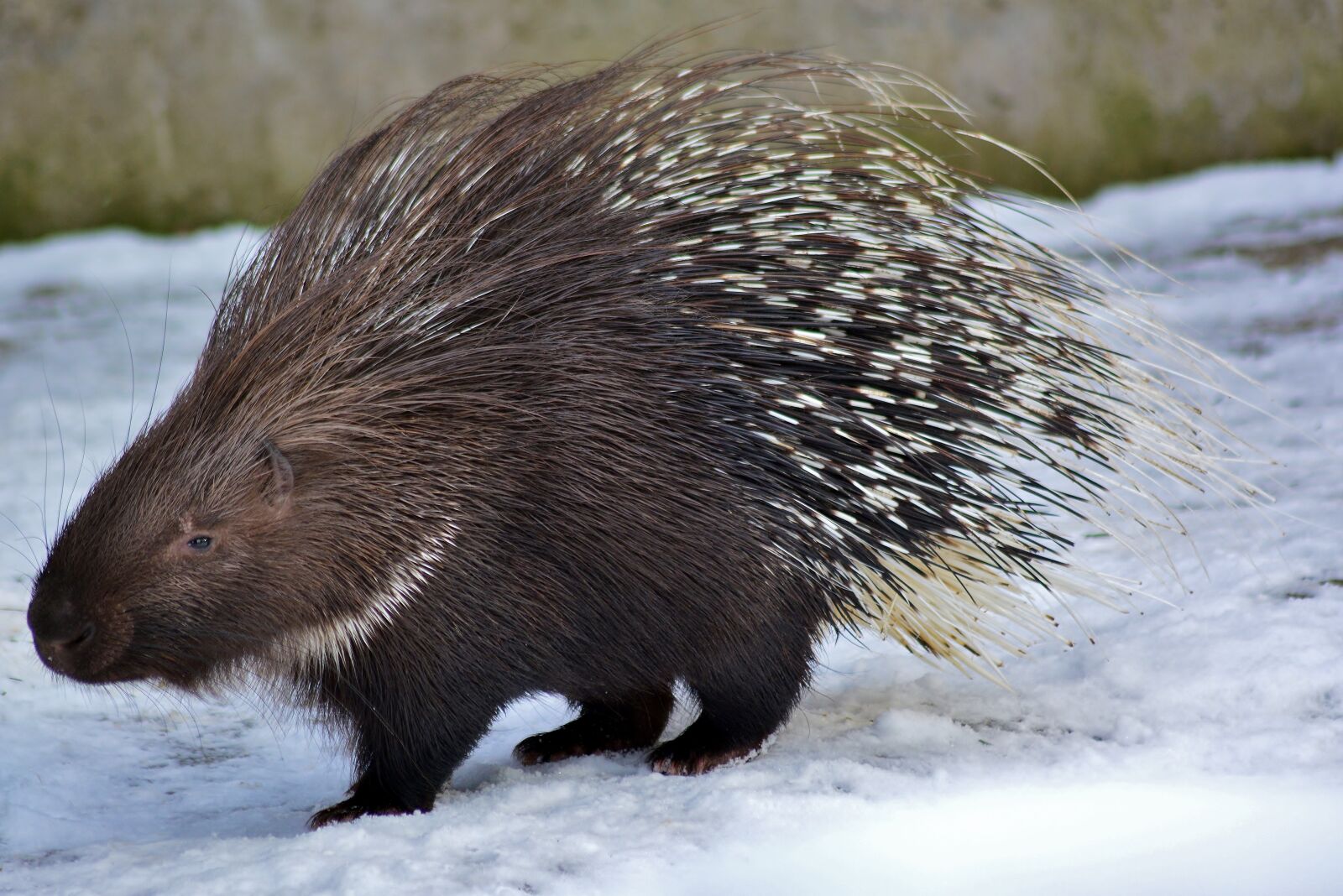 Nikon D5200 sample photo. Porcupine, rodent, zoo photography