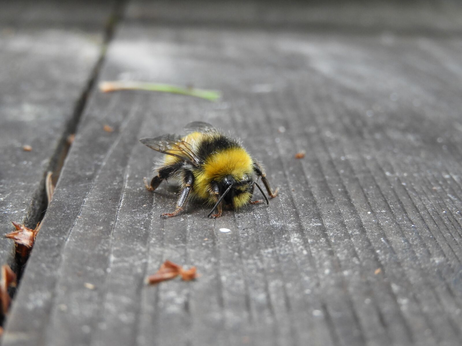 Nikon Coolpix B700 sample photo. Hummel, nature, insect photography