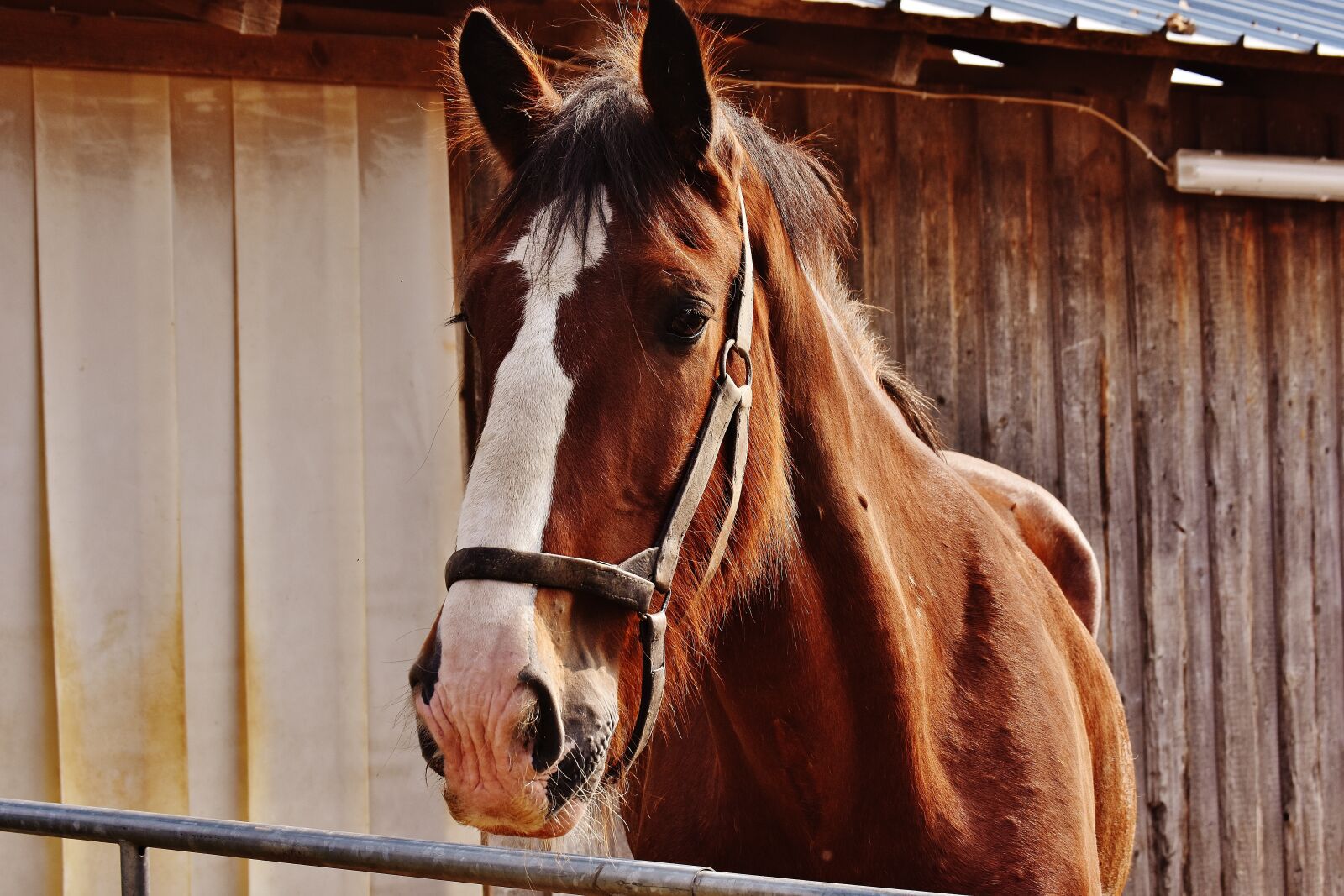 Nikon D7200 sample photo. Shire horse, horse, big photography