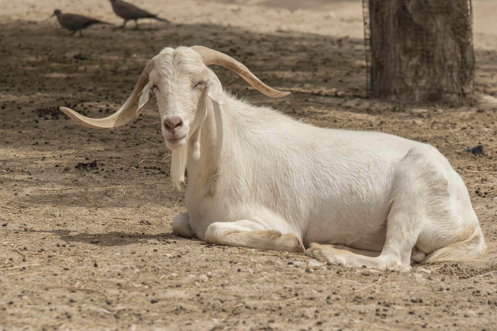 Nikon D3200 sample photo. Animal, mammal, nature photography