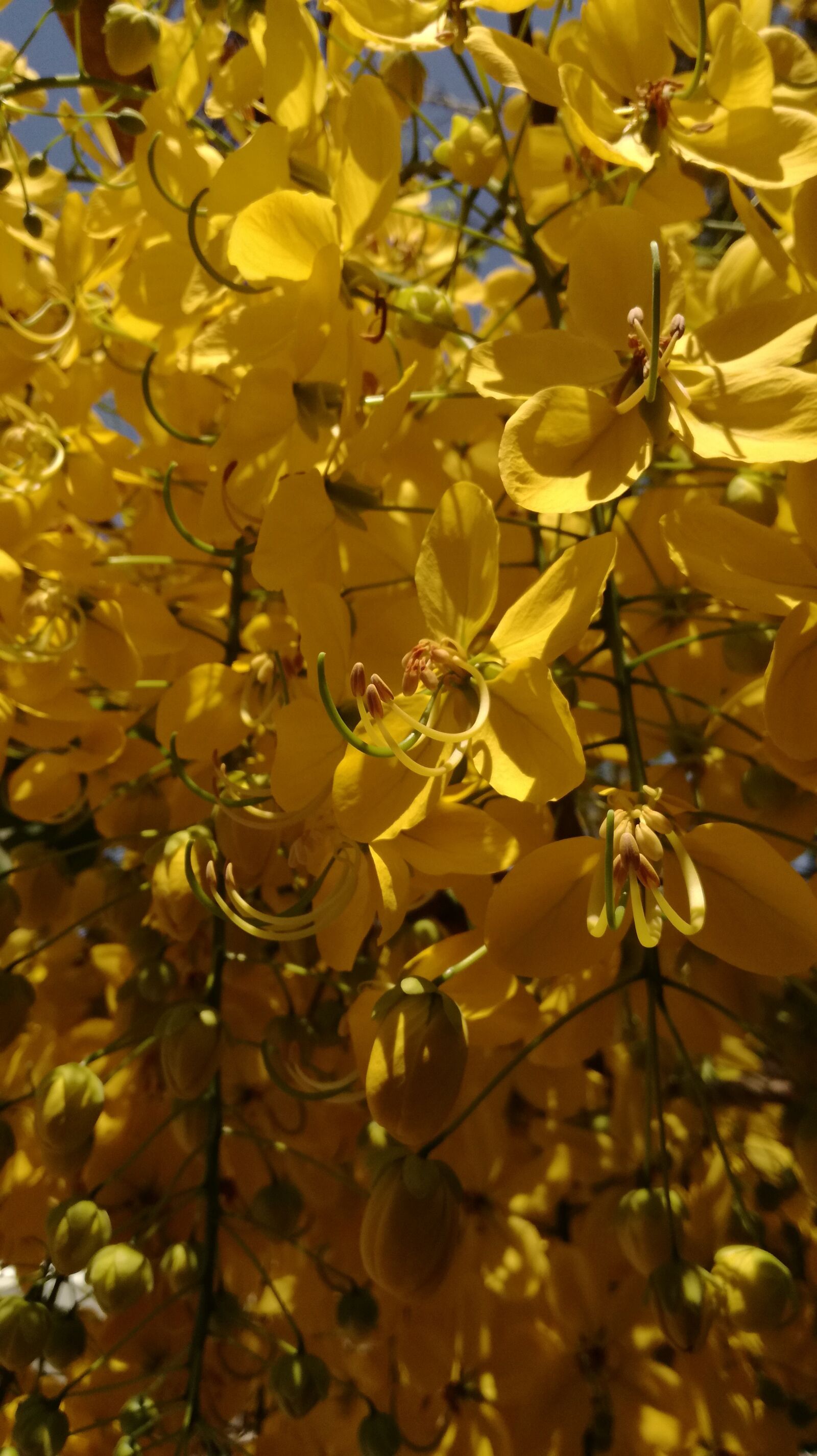 HUAWEI P9 LITE sample photo. Nature, flowers, spring photography