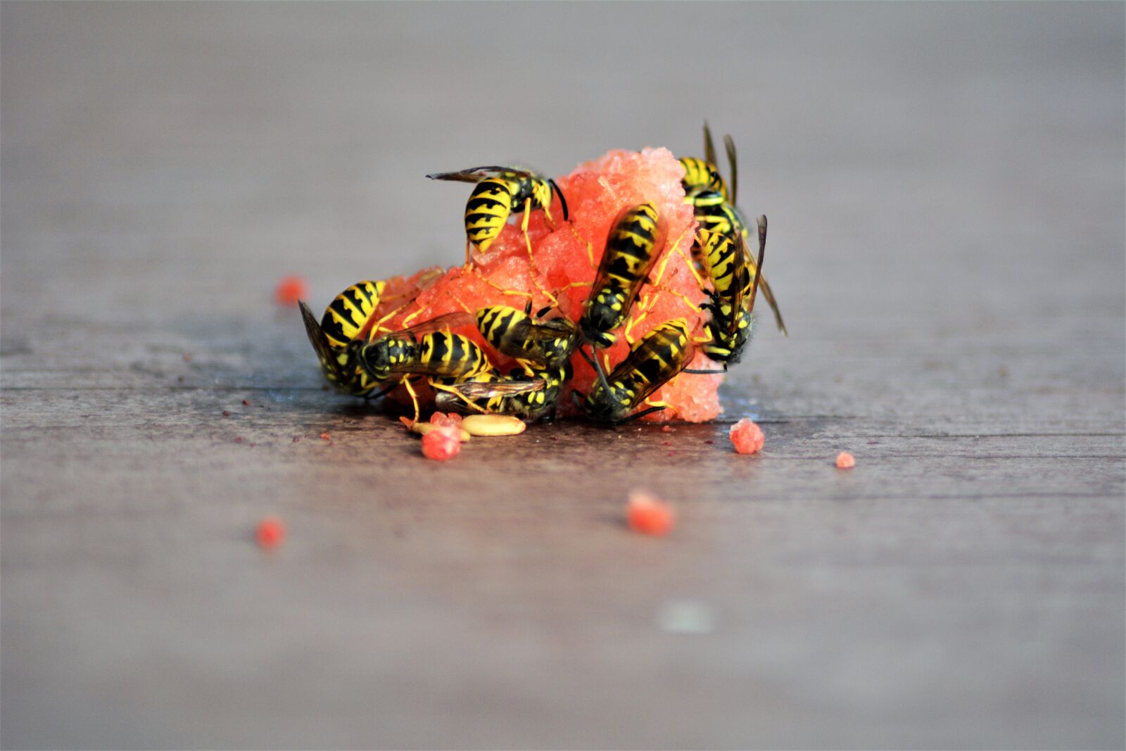 Nikon D5200 sample photo. Wasps, insect, eat melon photography