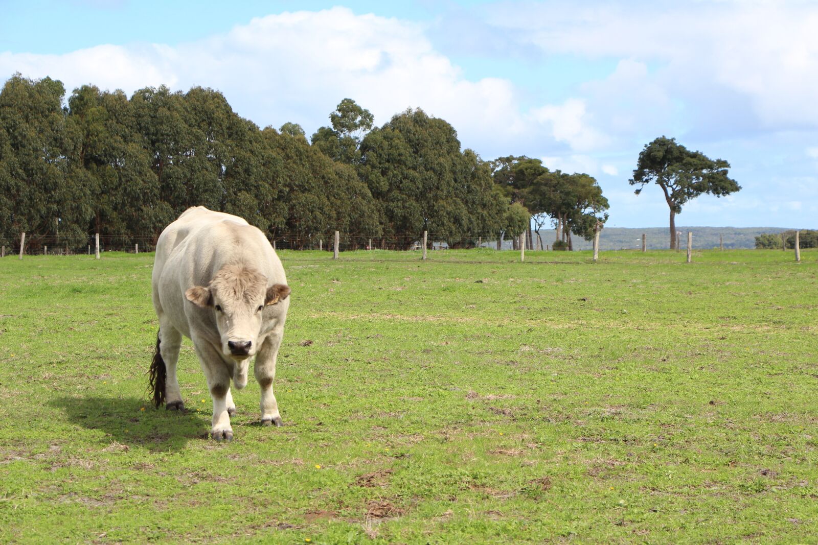 Canon EOS 650D (EOS Rebel T4i / EOS Kiss X6i) sample photo. Cow, green, paddock photography