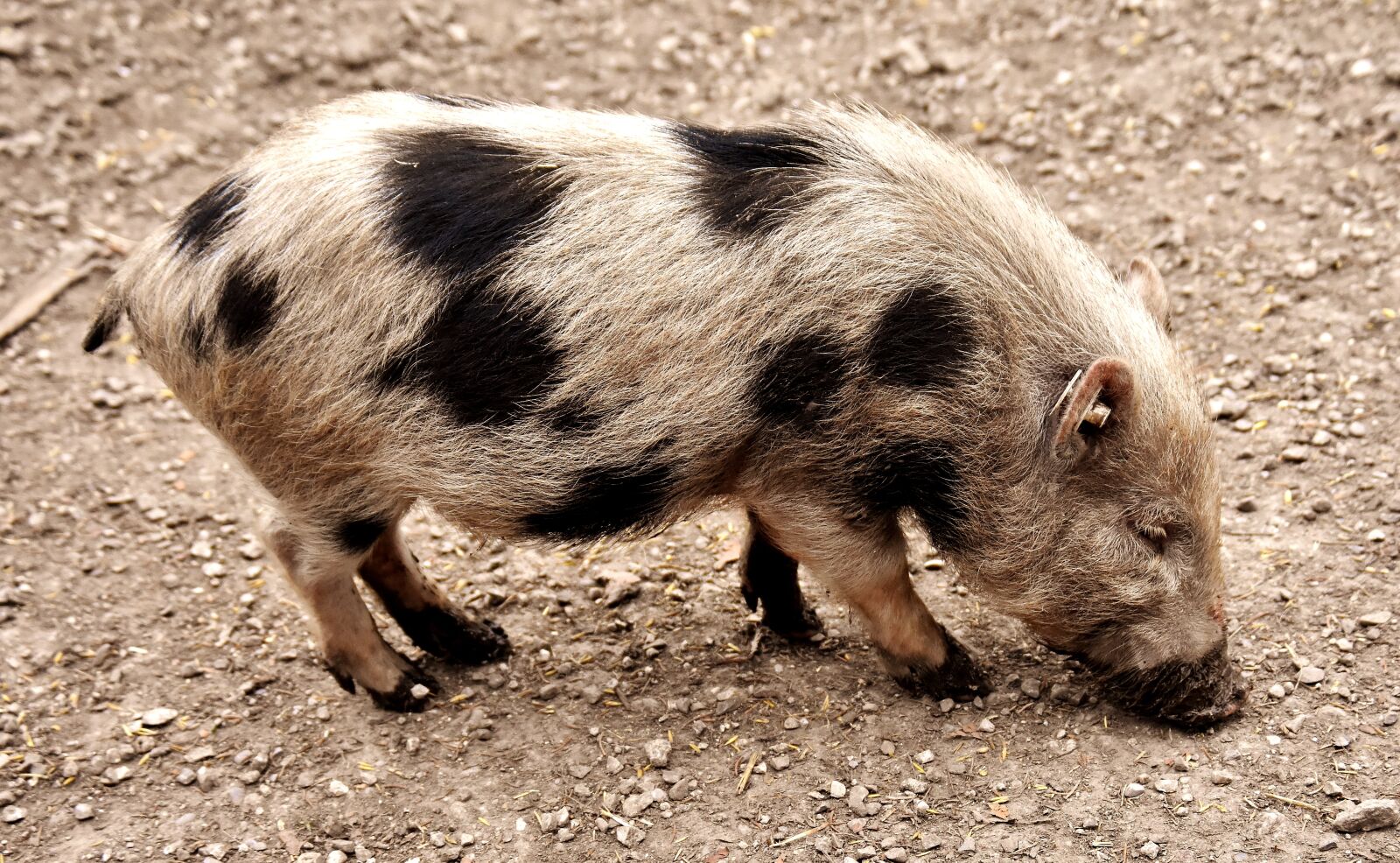 Nikon D7200 sample photo. Miniature pig, animal, pig photography