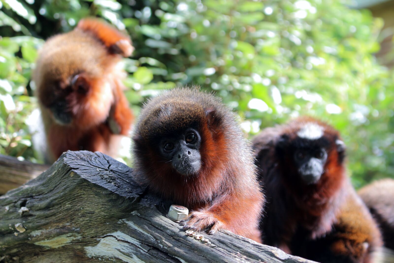 Canon EOS 700D (EOS Rebel T5i / EOS Kiss X7i) sample photo. Monkey, zoo, france photography
