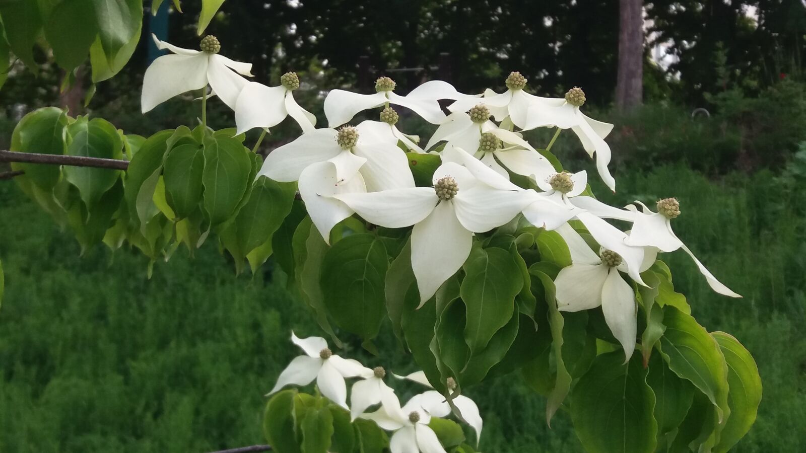 Samsung Galaxy J7 sample photo. Flowers, white flowers, plants photography