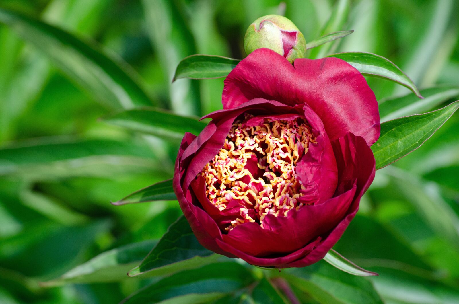 Tamron AF 55-200mm F4-5.6 Di II LD Macro sample photo. Peony, blossom, bloom photography
