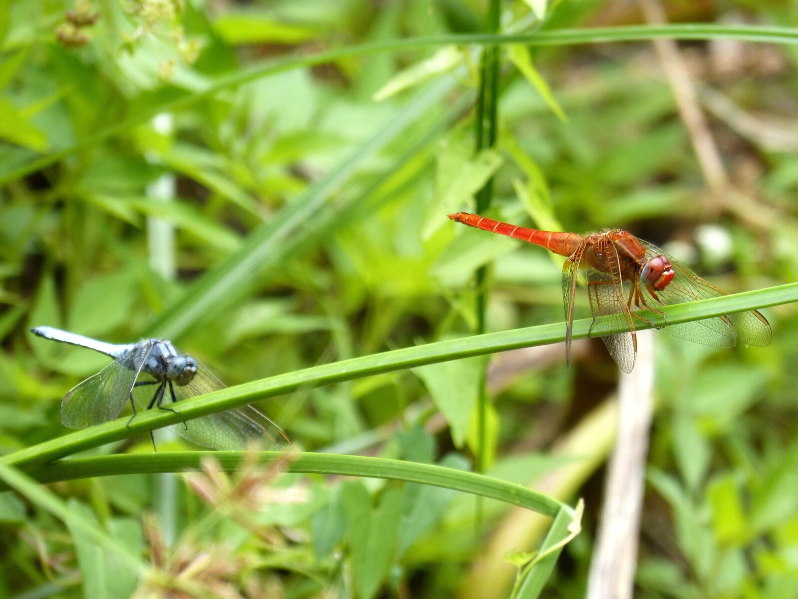 Panasonic DMC-FZ62 sample photo. Dragonfly, couple, erythraea crocothemis photography