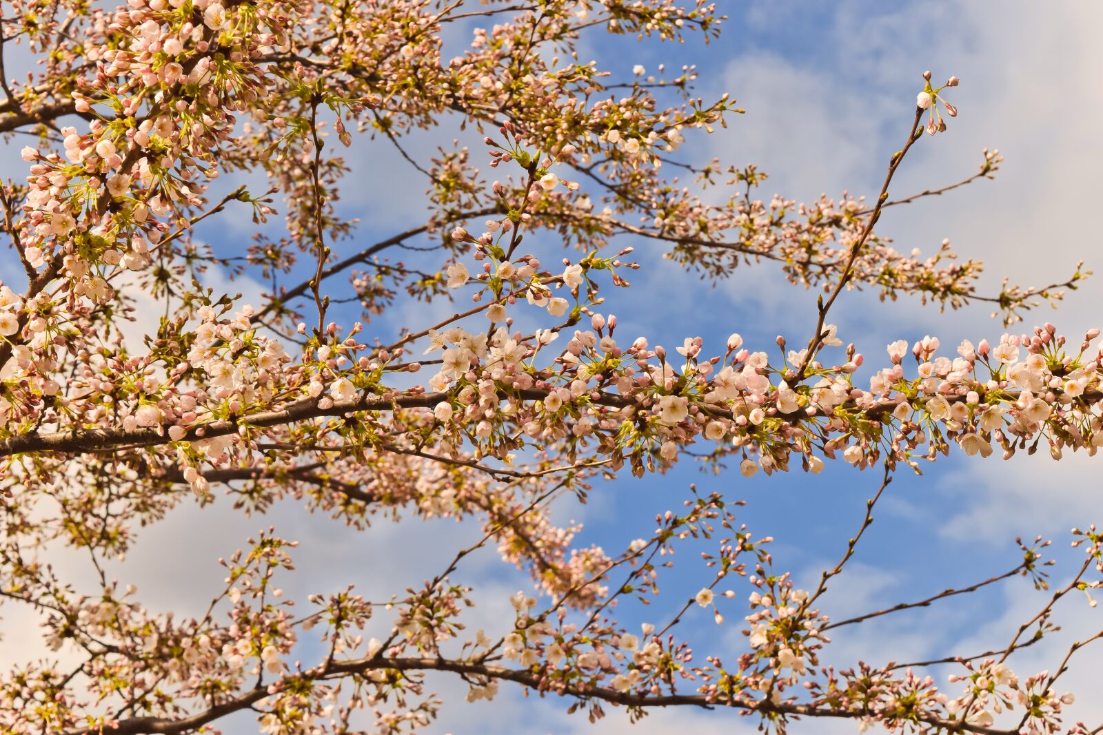 Nikon D3300 sample photo. Nature, cherry blossom, spring photography