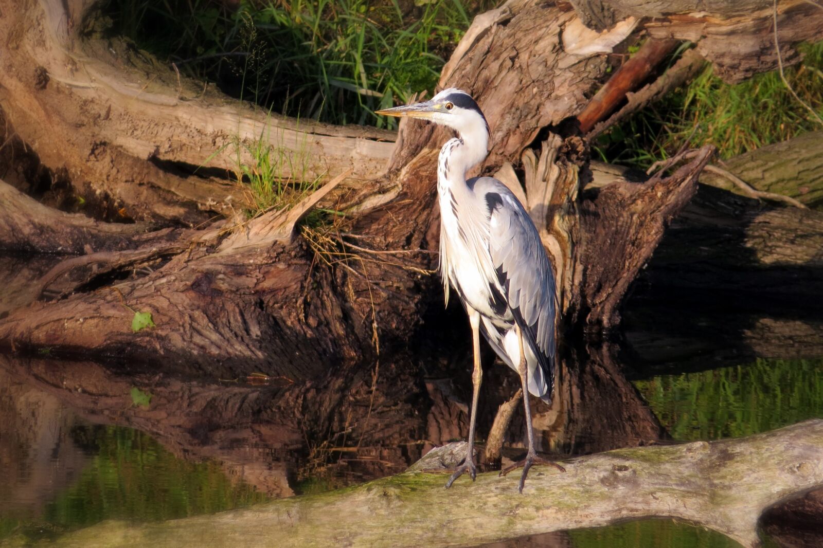 Canon PowerShot SX50 HS sample photo. Bird, heron, grey heron photography