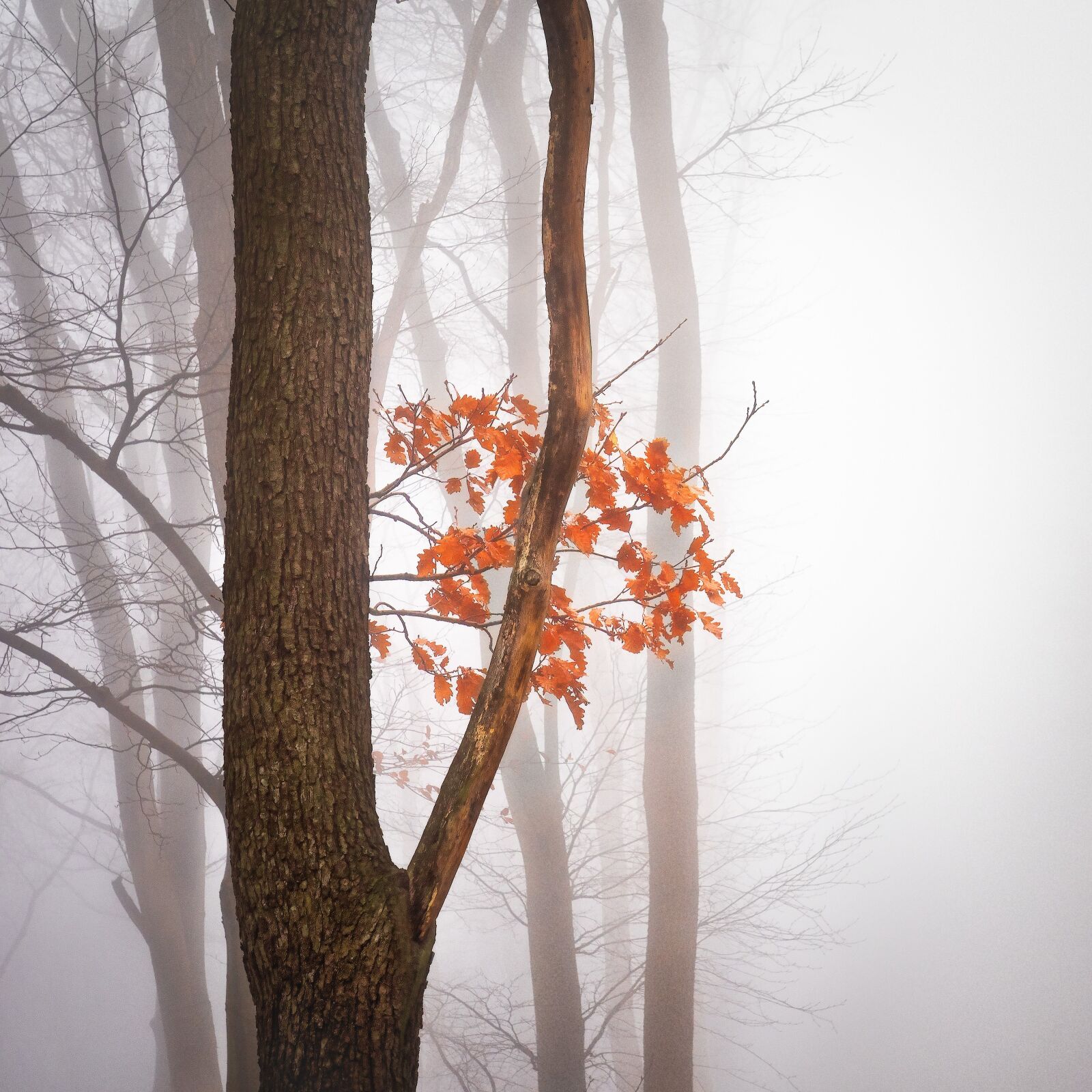 Olympus OM-D E-M1 + Olympus M.Zuiko Digital ED 12-40mm F2.8 Pro sample photo. Autumn, leaves, forest photography