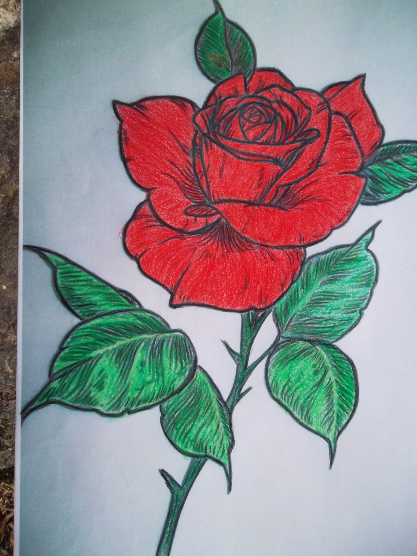 Samsung ST65 sample photo. Dessin, rose rouge, pour photography