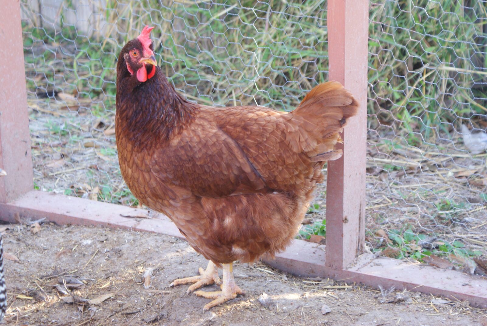 Sony Alpha DSLR-A200 sample photo. Production red, chicken, farm photography