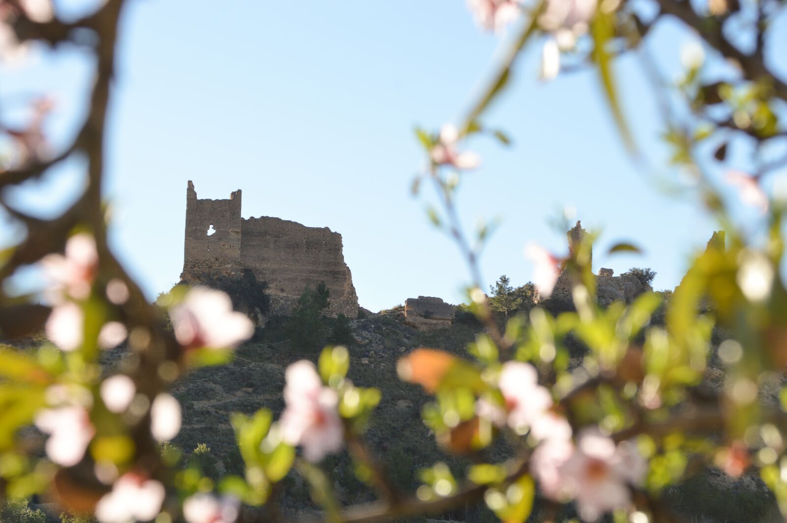 Nikon D3200 sample photo. Nature, blossom, flower photography