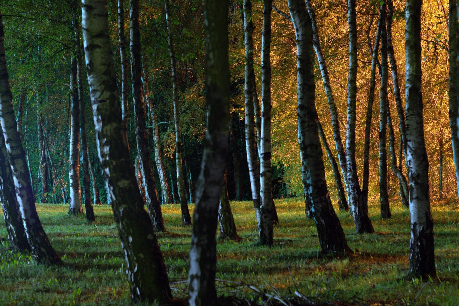 Pentax K-S2 sample photo. Night, forest, park photography