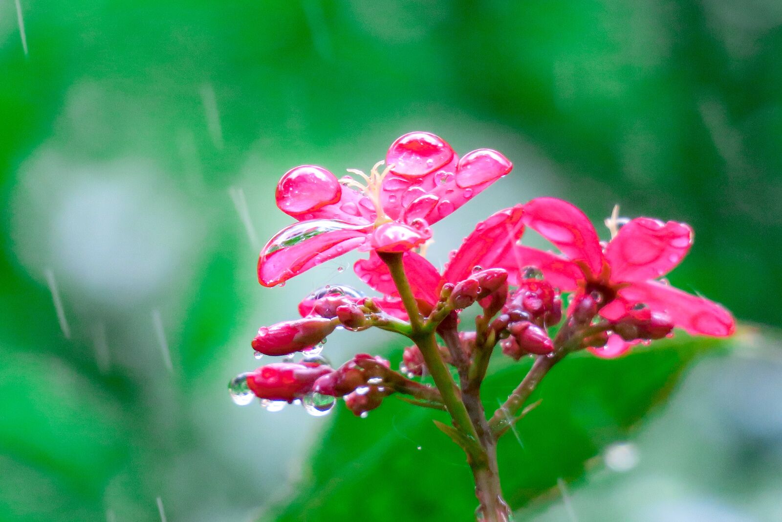 Canon PowerShot G3 X sample photo. Qin leaf coral, nature photography