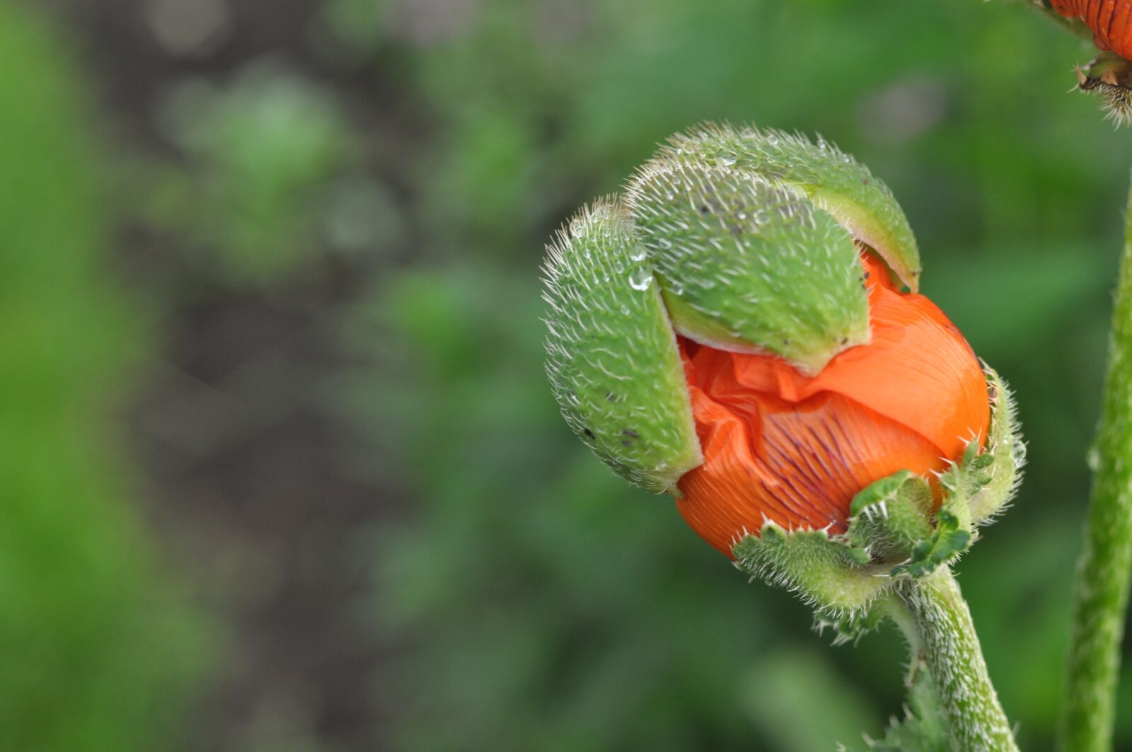 Nikon D90 sample photo. Strength, growth, achievement photography