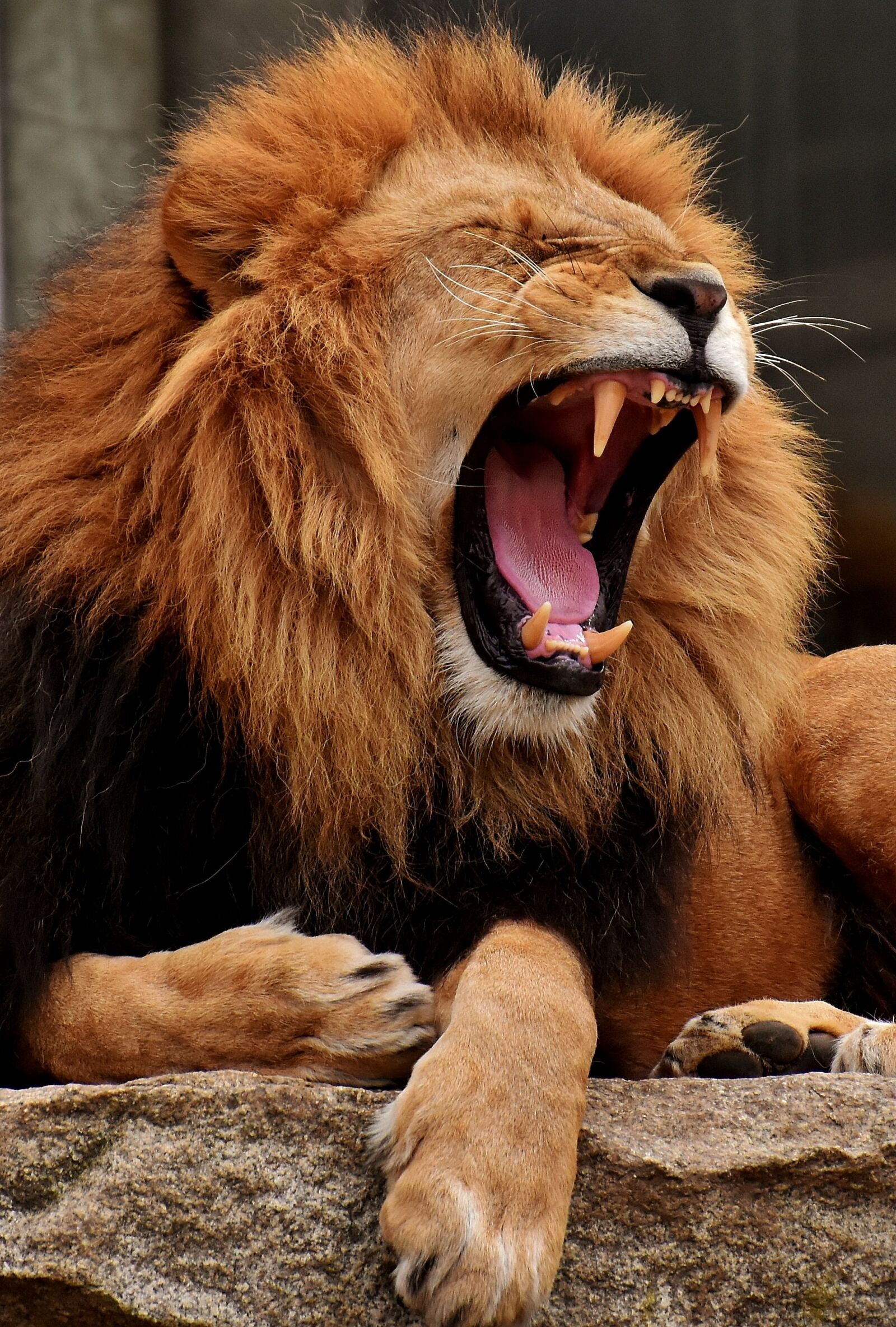 Nikon D7200 sample photo. Lion, predator, yawn photography