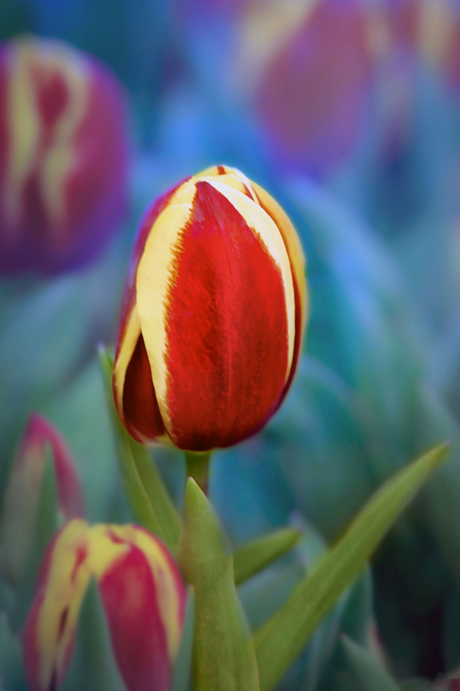 Nikon D3S sample photo. Flower, tulip, plant photography