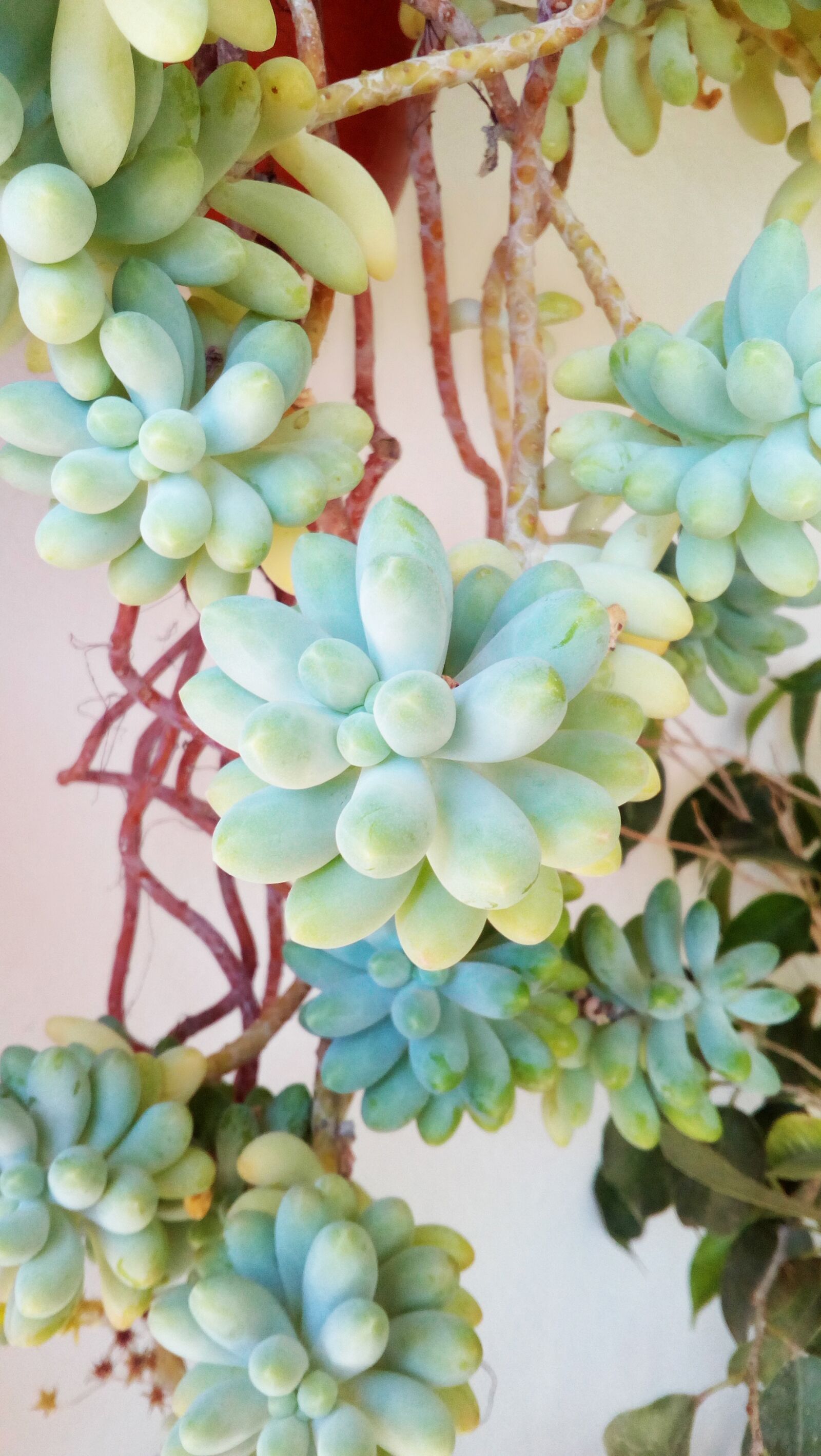HUAWEI Y5II sample photo. Plant, succulent, gross floor photography
