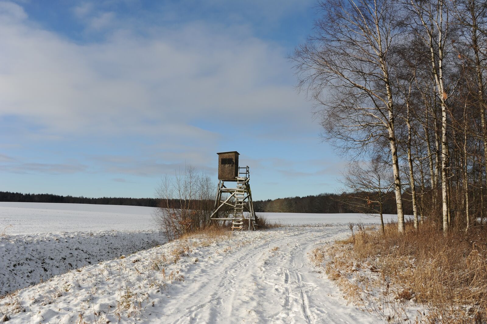 Nikon D3S sample photo. Winter, snow, birch photography