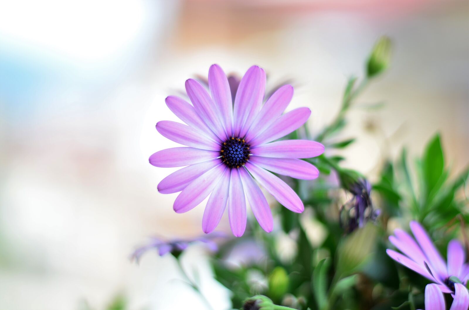 Nikon D5100 sample photo. Flower, green, plant photography