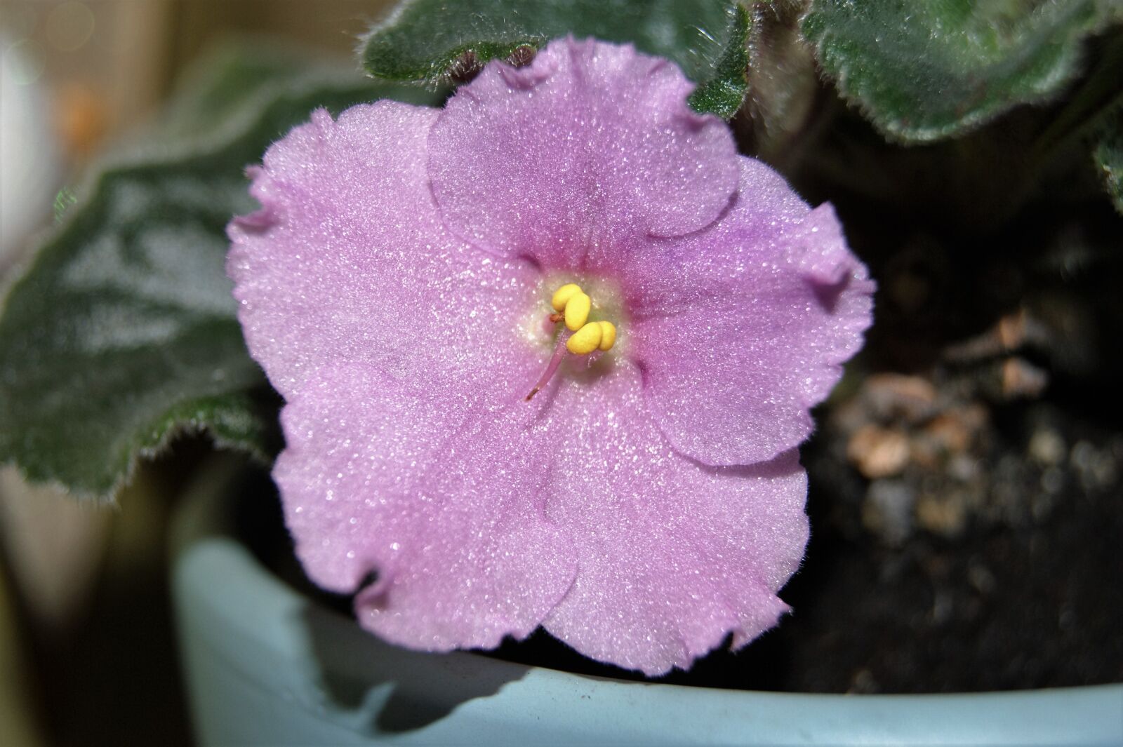 Sony Alpha DSLR-A290 sample photo. Violet flower, plant, flower photography