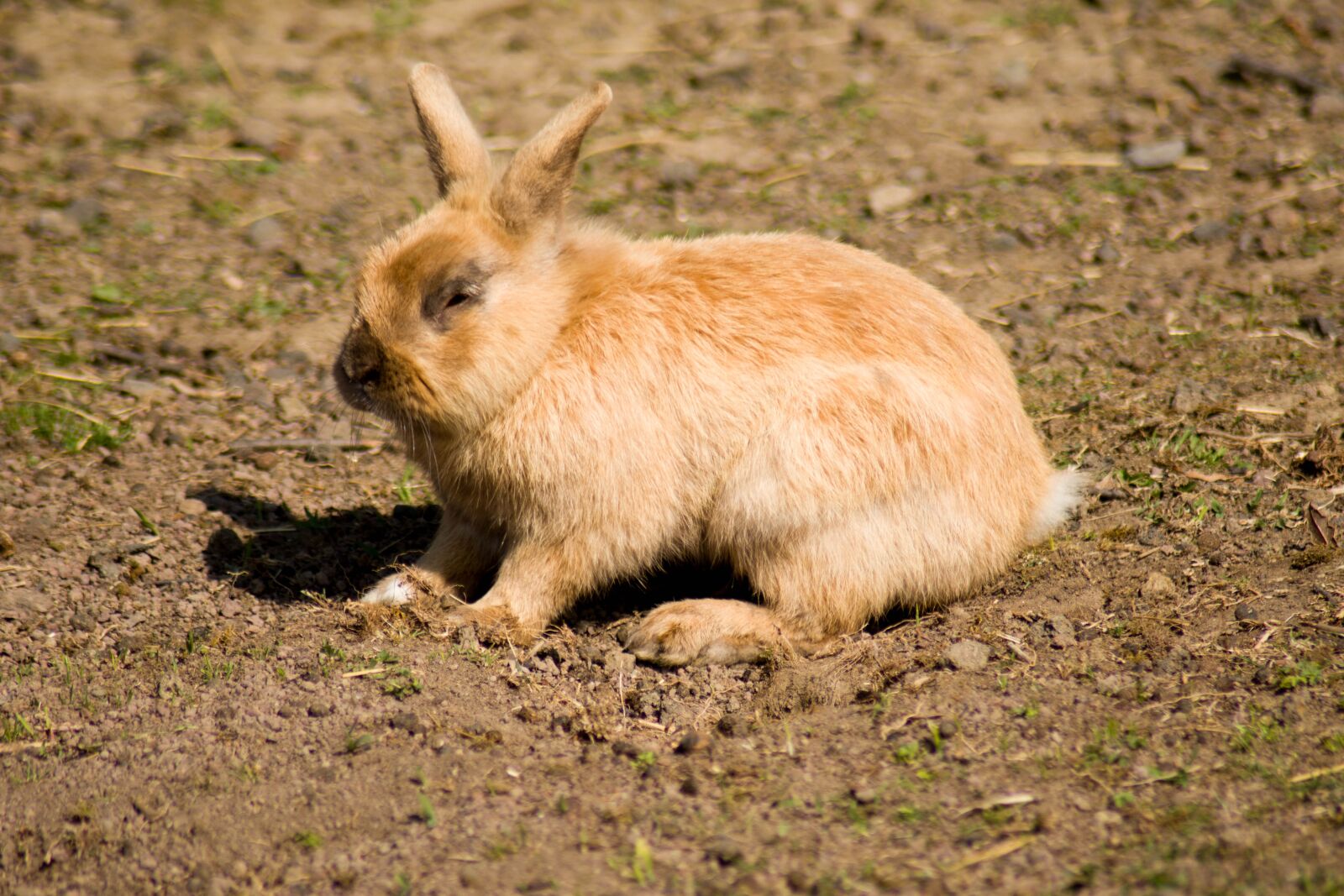 Nikon D5500 sample photo. Rabbit, easter bunny, easter photography