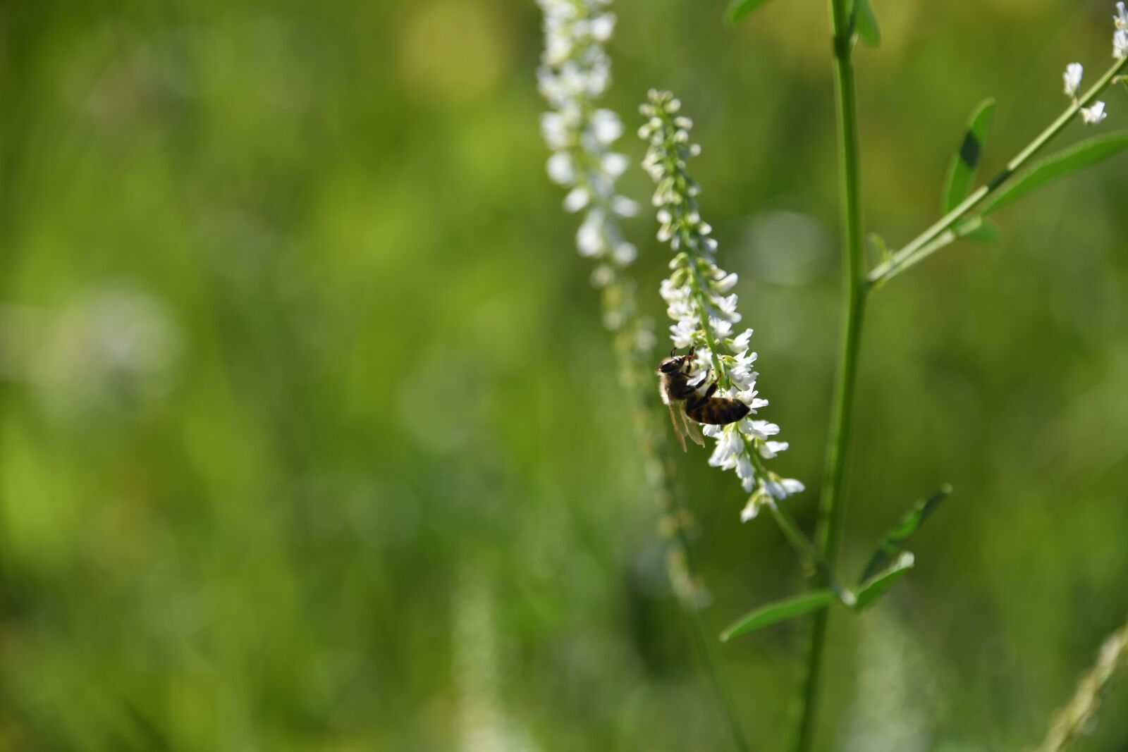 Nikon D850 sample photo. Bee, plant, flower photography