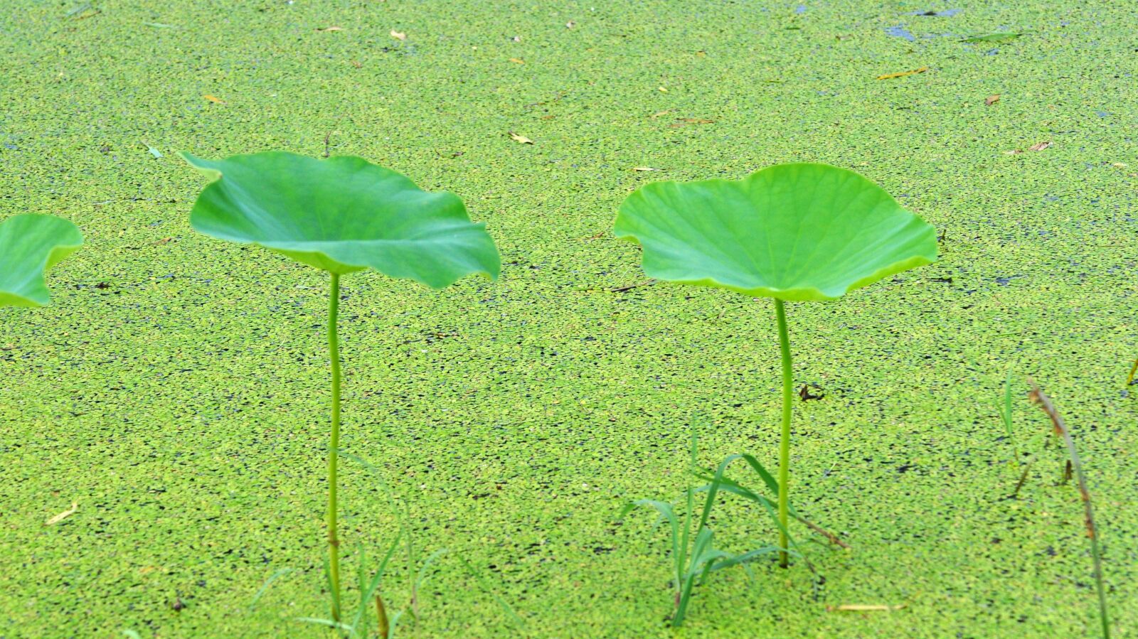 Nikon D90 sample photo. Natural, plant, aquatic plant photography