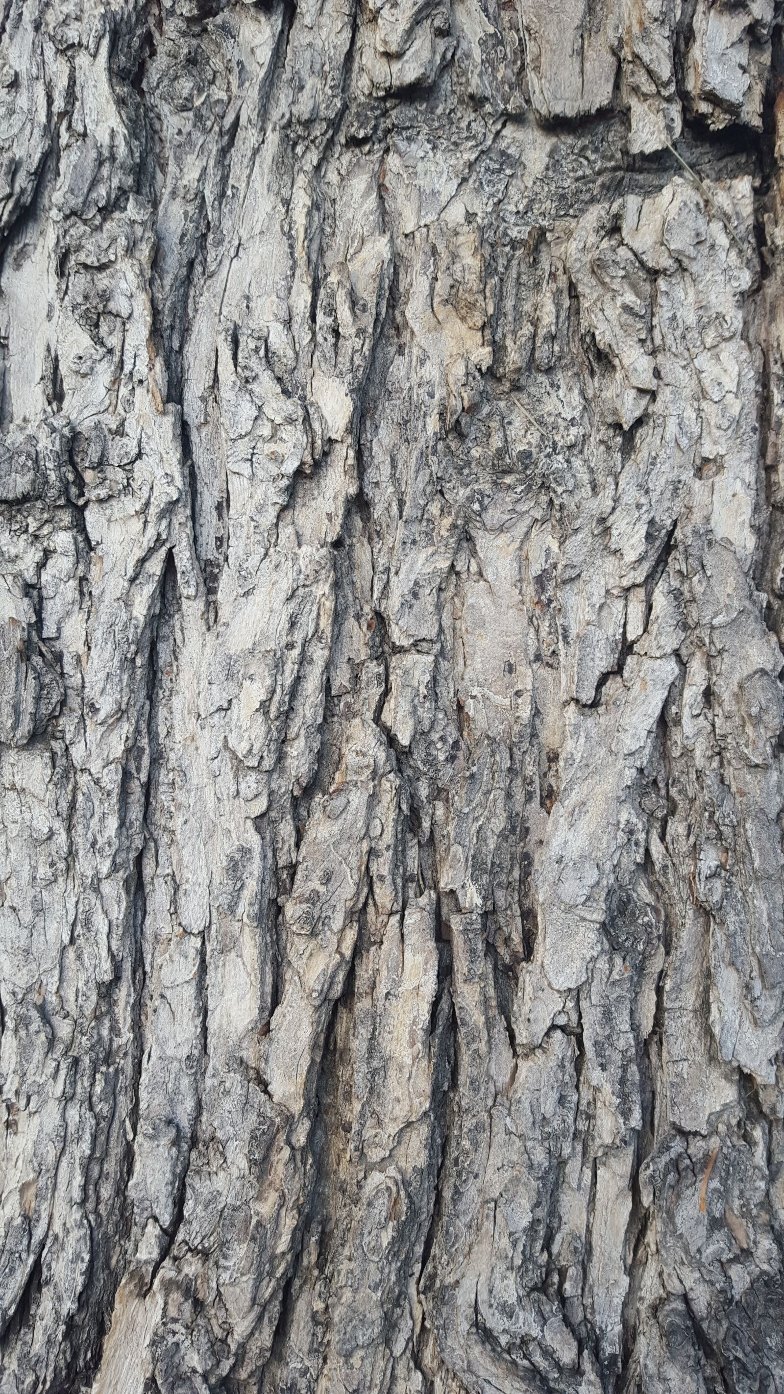 Samsung Galaxy S6 sample photo. Bark, tree, texture photography