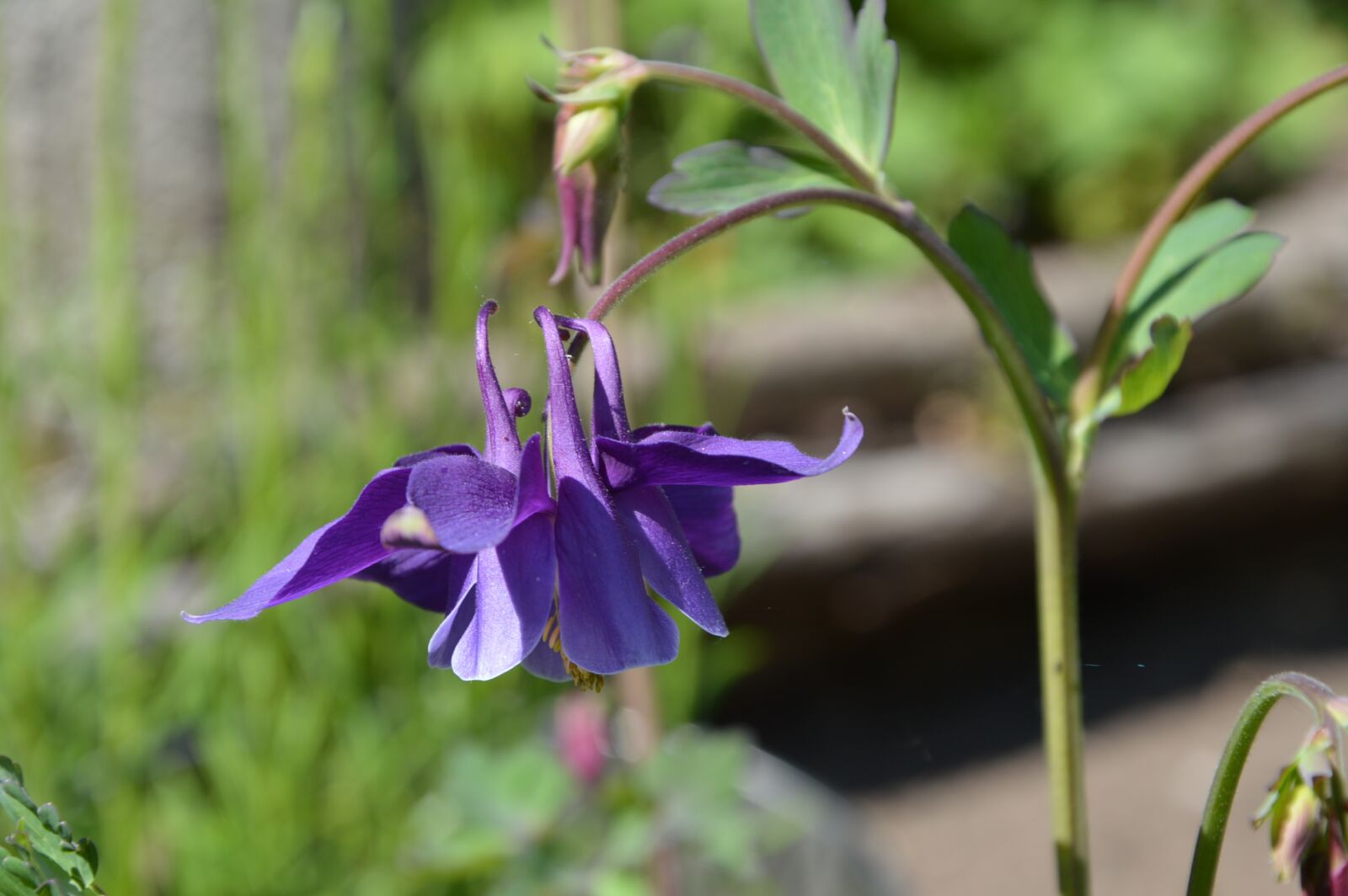 Nikon D3200 sample photo. Flower, blossom, bloom photography
