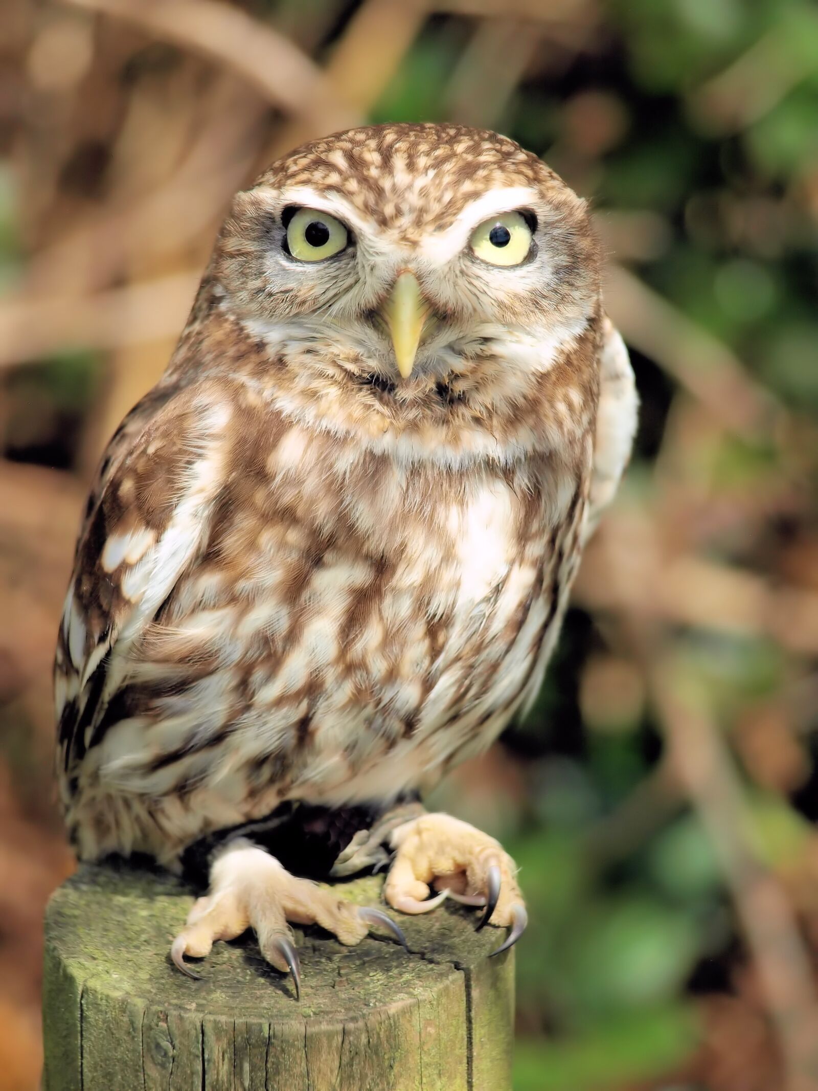 Olympus E-510 (EVOLT E-510) sample photo. Bird, owl, plumage photography