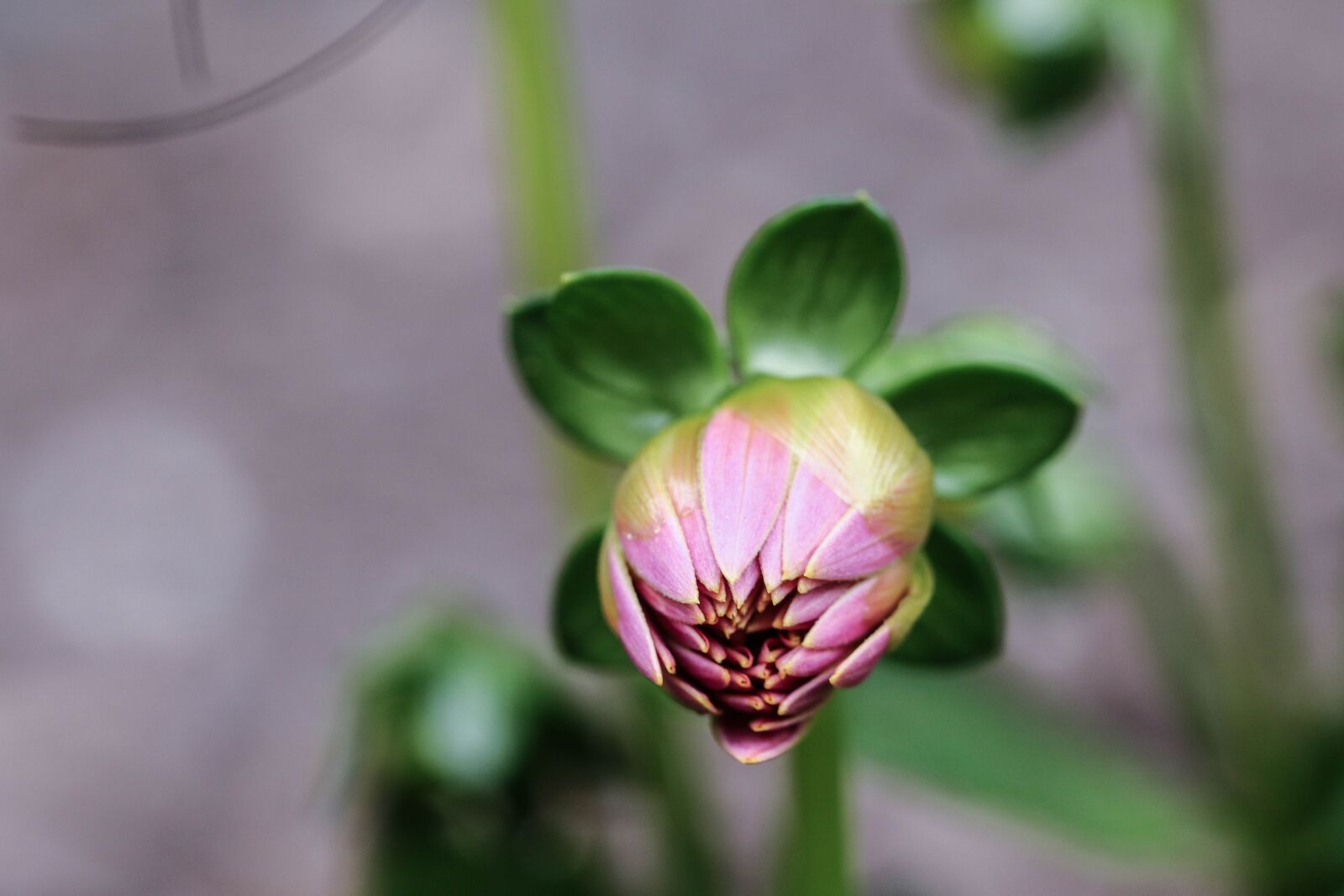 Canon EOS 7D Mark II sample photo. Flower, summer flower, garden photography