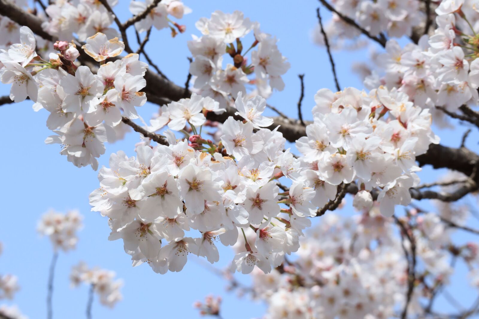 Canon EOS M50 (EOS Kiss M) sample photo. Flowers, cherry blossoms, flowering photography