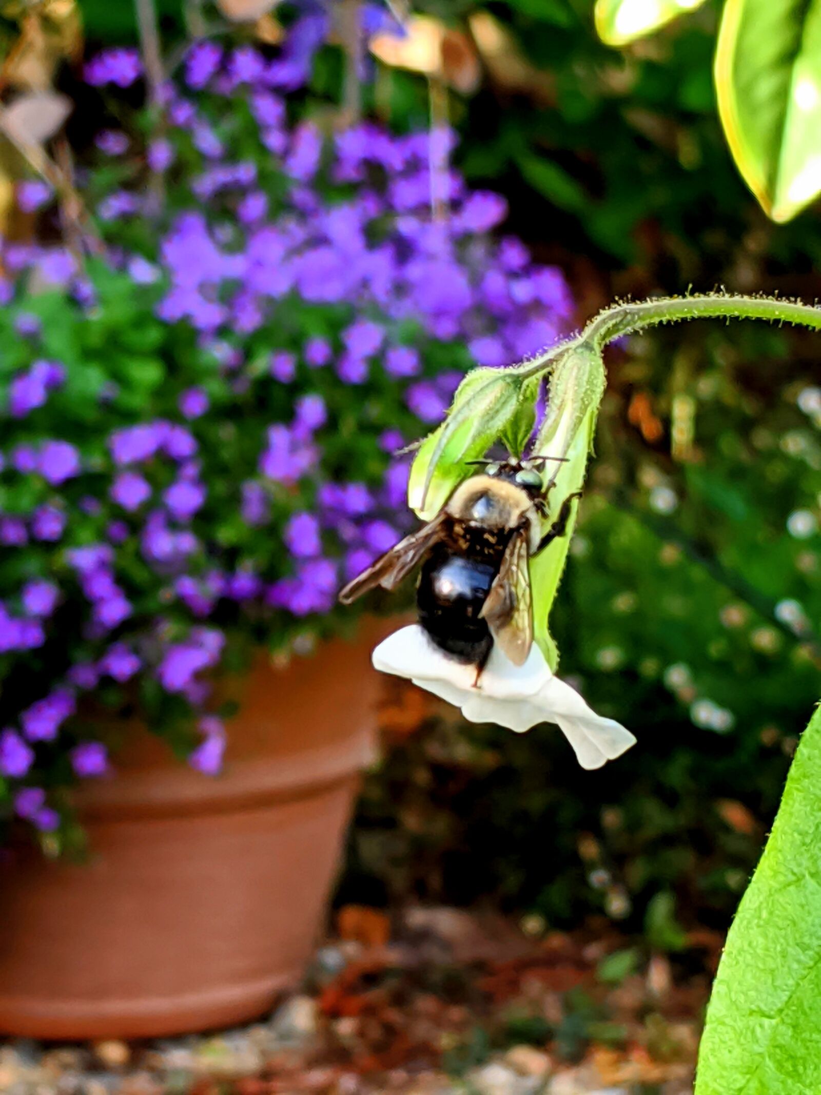 Google Pixel 3 XL sample photo. Bee, honeybee, insect photography