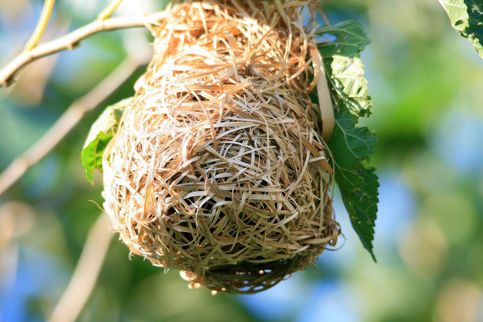 Canon EOS 400D (EOS Digital Rebel XTi / EOS Kiss Digital X) sample photo. Bird's nest, nest, bird's photography