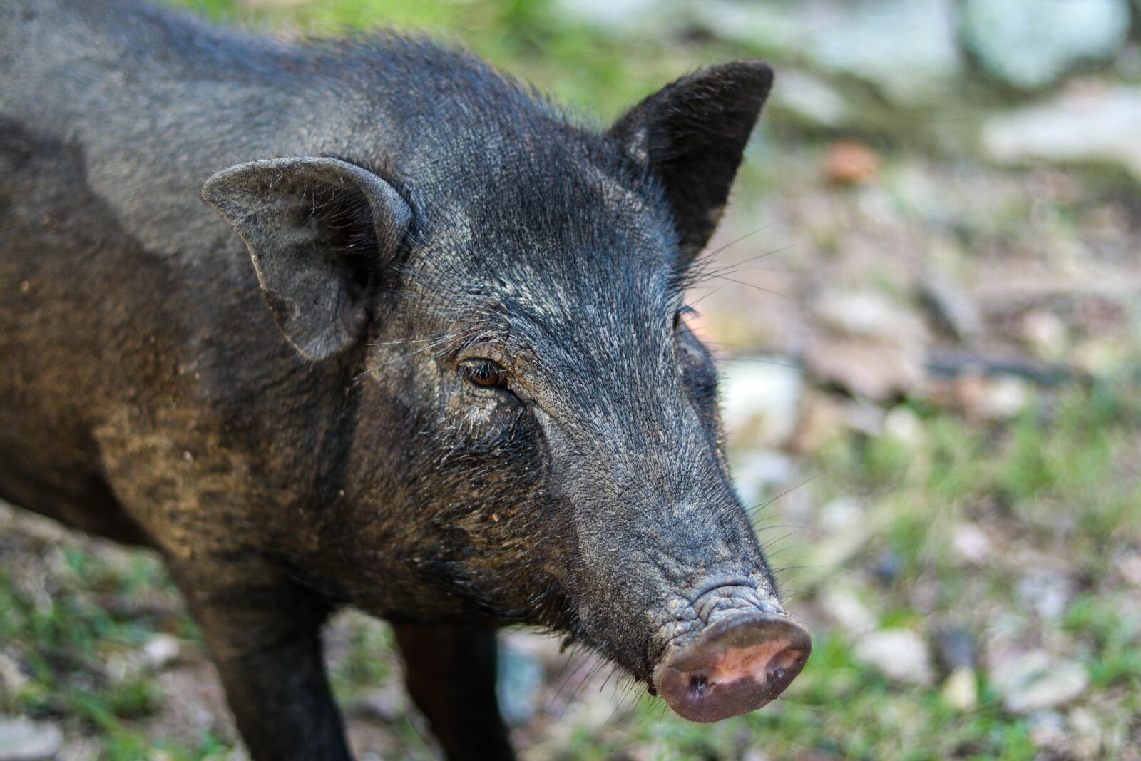 Canon EF 50mm F1.8 STM sample photo. Animal, zoo, boar photography