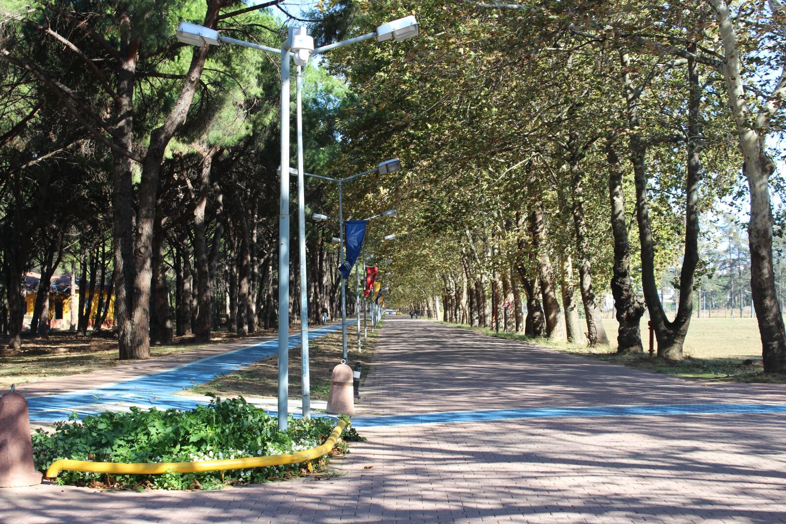 Canon EOS 700D (EOS Rebel T5i / EOS Kiss X7i) sample photo. Tree, nature, park photography
