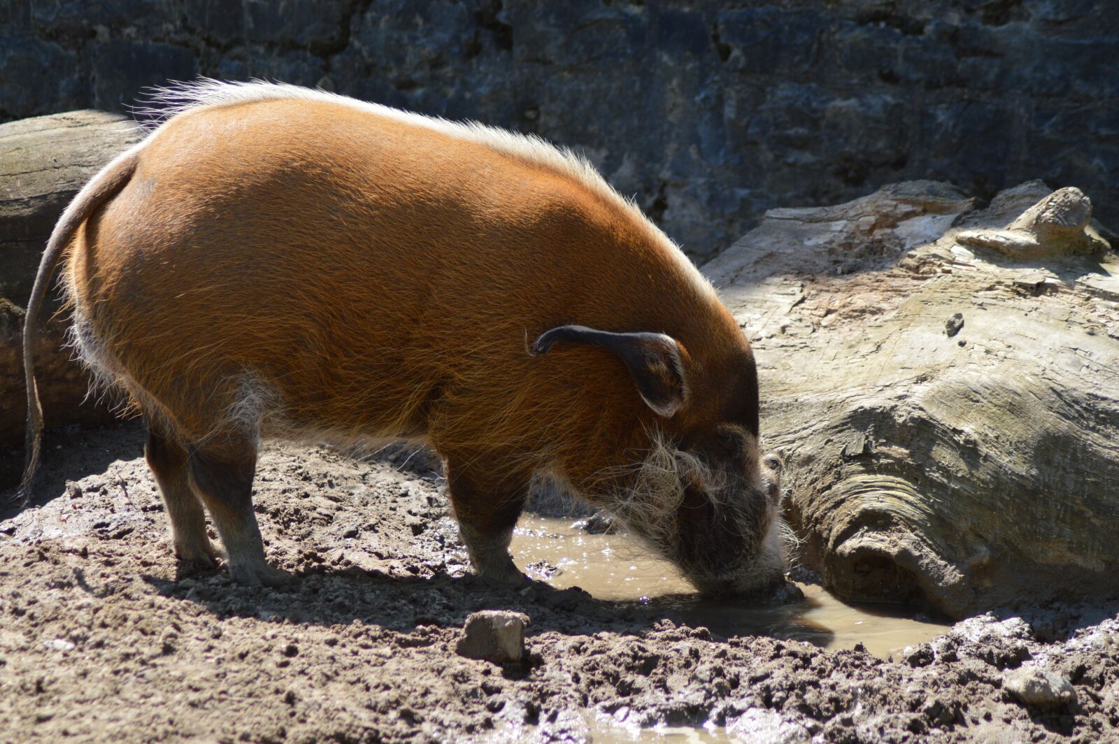 Nikon D3200 sample photo. Animal, mammals, red river photography